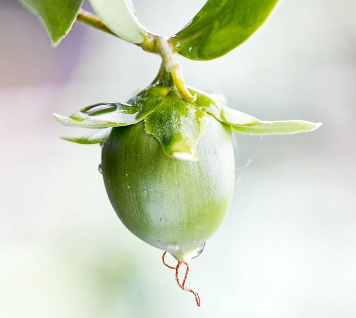 Fuktighetsgivende anti-rynkeolje hentet fra jojobafrukt